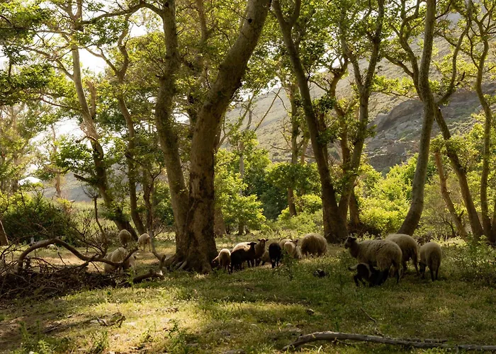 Εξοχικό σπίτι Onar Andros Άχλα